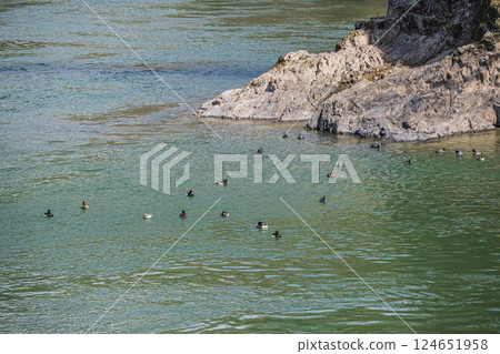 Ducks gathering on the Uji River: Tufted ducks, Uji City Ducks gathering on the Uji River: Tufted ducks, Uji City 124651958