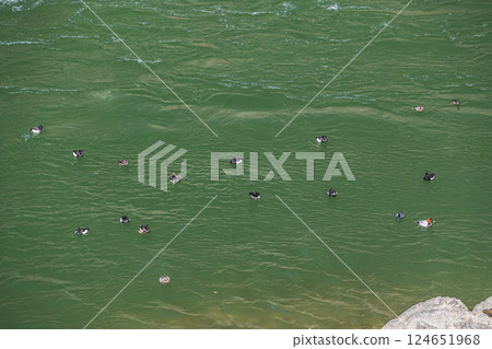 Ducks gathering on the Uji River, Tufted Duck, Common Pochard, Uji City Ducks gathering on the Uji River, Tufted Duck, Common Pochard, Uji City 124651968