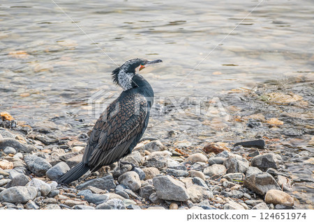 Cormorant near the water, Uji River, Uji City Cormorant near the water, Uji River, Uji City 124651974