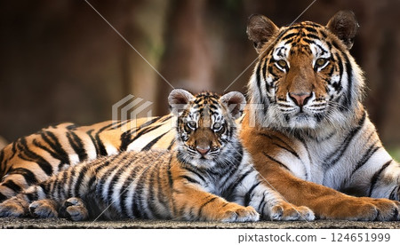 Wild tiger parent and child 2 124651999