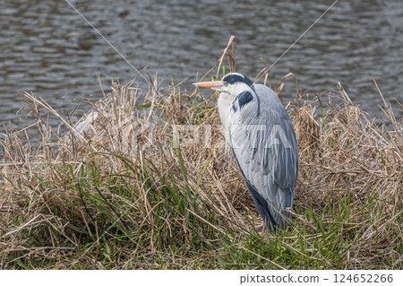 Gray heron 124652266