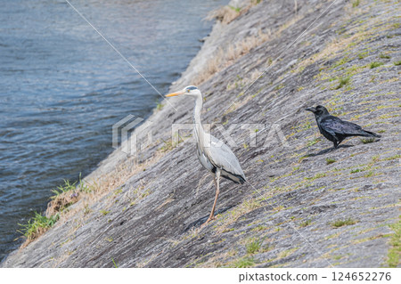 灰鷺和烏鴉 灰鷺和烏鴉 124652276
