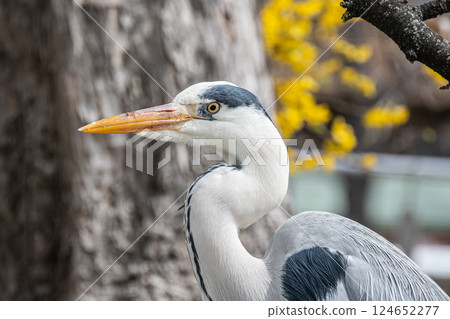 灰鷺 灰鷺 124652277