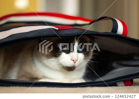 Black and white cat hiding in bag from something that scared him a lot. Cat is sitting in safe place. Black and white cat hiding in bag from something that scared him a lot. Cat is sitting in safe place. 124652427