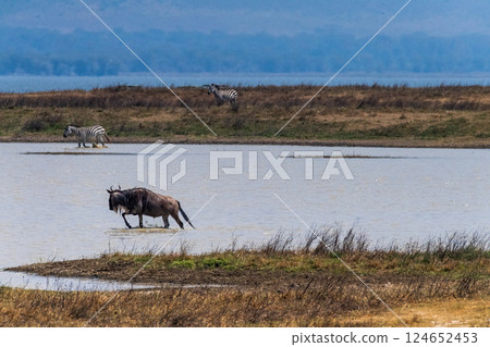 Wildebeest in the Ngorogoro Crater 124652453