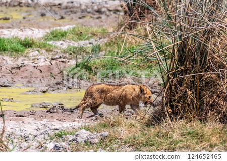 Lion Cubs in the Ngorogoro Crater Lion Cubs in the Ngorogoro Crater 124652465