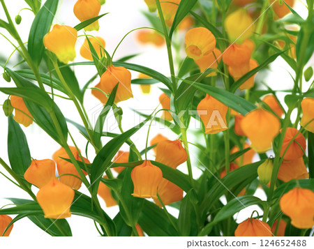 切花 Sandersonia 切花 Sandersonia 124652488