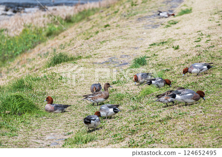 A flock of wigeons pecking grass in the river 124652495