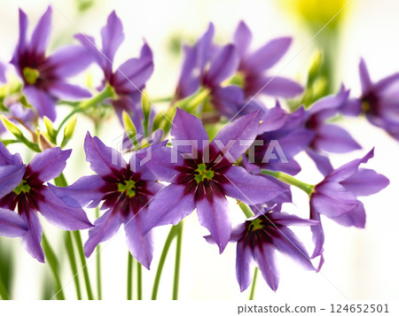 Cut flowers Leucocoryne Carabelle 124652501