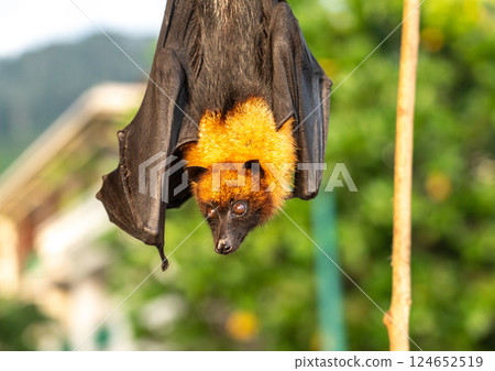Fruit bat, pteropus seychellensis muzzle, seychelles flying foxes close-up on blurred background 124652519