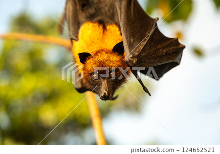 Fruit bat, pteropus seychellensis muzzle, seychelles flying foxes close-up on blurred background 124652521