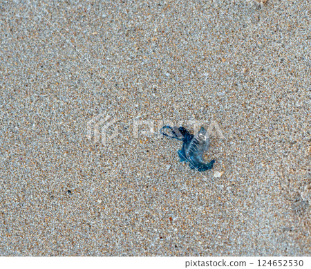 Portuguese man o'war jellyfish on a sandy beach, poisonous Physalia physalis jelly fish, bluebottle 124652530