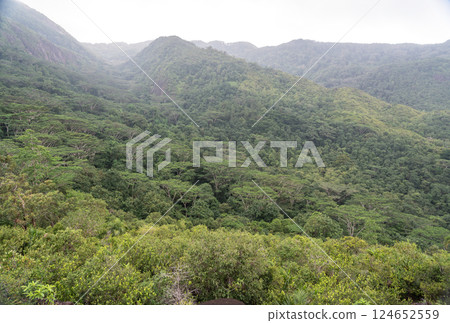 Lush green tropical valley in the mountains of Mahe Island, Seychelles 124652559