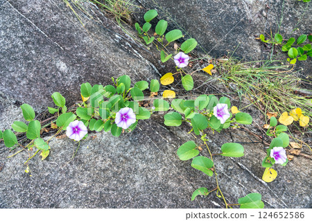 Purple beach morning glory vine blooming on rocky coastal ground in Seychelles Purple beach morning glory vine blooming on rocky coastal ground in Seychelles 124652586