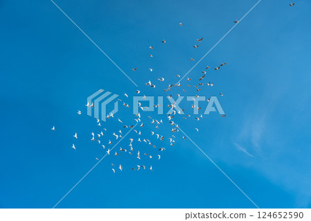 large flock of seagulls soaring gracefully against a vast blue sky in dynamic flight 124652590