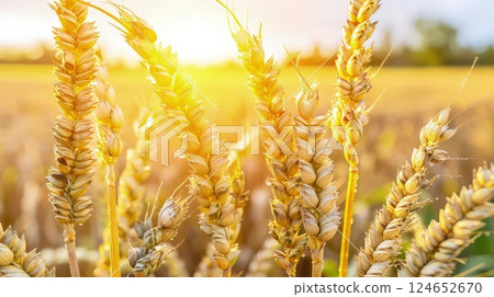 A picturesque scene: The emerald hues of the wheat ears create a captivating sight on the farm. Close-up photo of ears of wheat on an agricultural field. 124652670