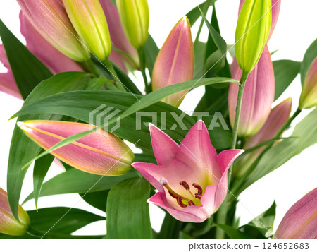 Cut Flowers Oriental Lily Master 124652683