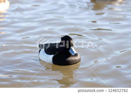 野生鳳頭鴨在池塘游泳 野生鳳頭鴨在池塘游泳 124652782