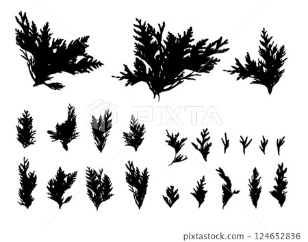 Cypress Twigs Icon, Cupressus Leaf Symbol, Arborvitae Twig, Thuya Sprig Silhouette, Thuja Leaves 124652836