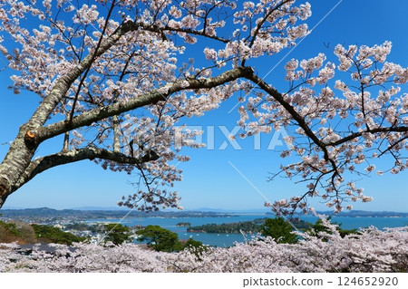 從西行毛都向松公園眺望松島，櫻花盛開。日本宮城縣松島。四月中旬。 124652920