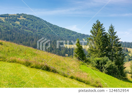 mountainous carpathian countryside scenery in summer. spruce tree on the grassy alpine hill. vacations in highlands of ukraine. valley of podobovets village mountainous carpathian countryside scenery in summer. spruce tree on the grassy alpine hill. vacations in highlands of ukraine. valley of podobovets village 124652954