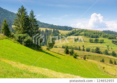 mountainous carpathian countryside scenery in summer. spruce tree on the grassy alpine hill. vacations in highlands of ukraine. valley of podobovets village mountainous carpathian countryside scenery in summer. spruce tree on the grassy alpine hill. vacations in highlands of ukraine. valley of podobovets village 124652955