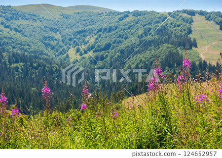 mountainous countryside landscape in summer. beautiful fireweed purple flower among the green grass on the hill. carpathian travel background on a sunny day with blue sky 124652957