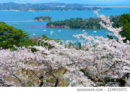 View of Matsushima from Saigyo-Modoshi-no-matsu Park with cherry blossoms in full bloom. Matsushima, Miyagi, Japan. Mid-April. 124653072