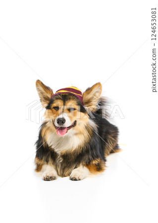 Portrait of beautiful purebred Corgi resting on floor with small hat and peaceful face against white studio background. 124653081