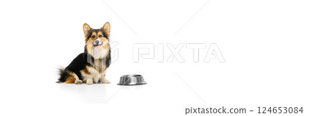 Banner. Purebred dog, Corgi sitting with tongue out beside empty food bowl against white studio background. 124653084