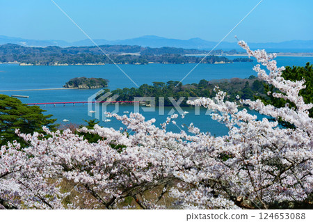 從西行毛都向松公園眺望松島，櫻花盛開。日本宮城縣松島。四月中旬。 124653088