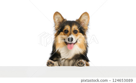 Happy corgi showing paws in cheerful pose, tongue out, smiling directly into camera against white studio background. 124653089