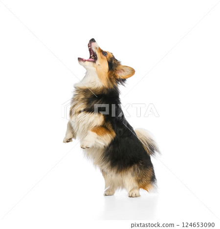 Tricolor Welsh corgi pembroke standing with head tilted and tongue sticking out on white background. 124653090