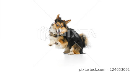 Mid-air tricolor corgi with excited or shocked muzzle running in profile against white background. Mid-air tricolor corgi with excited or shocked muzzle running in profile against white background. 124653091