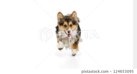 Excited purebred welsh corgi dashing playfully towards camera with open eyes and raised paw on white background. 124653095