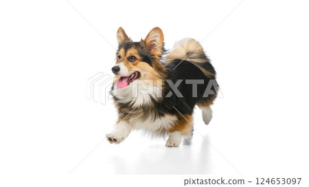 Energetic photo of tricolor welsh corgi running with tongue out and lively eyes on white studio background. Energetic photo of tricolor welsh corgi running with tongue out and lively eyes on white studio background. 124653097