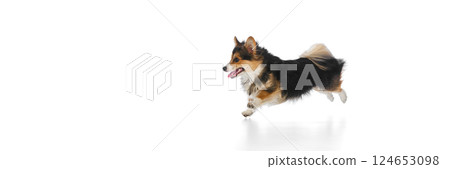 Banner. Dynamic photo of energetic tricolor corgi jumping mid-air with joyful expression on white studio background. Banner. Dynamic photo of energetic tricolor corgi jumping mid-air with joyful expression on white studio background. 124653098
