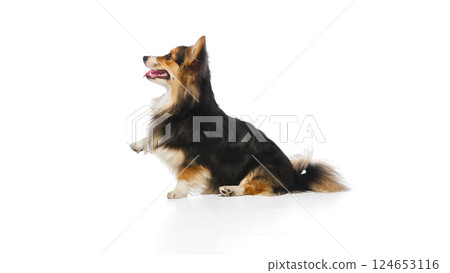 Tricolor corgi sitting side view with front paw slightly lifted and tongue out against white background. 124653116