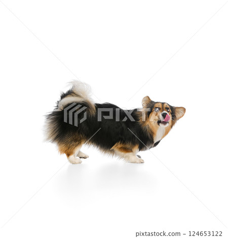 Tricolor corgi bending forward with tongue out and curious eyes against white background. Concept of pet communication Tricolor corgi bending forward with tongue out and curious eyes against white background. Concept of pet communication 124653122