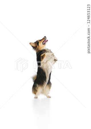 Tricolor corgi rolling on back with happy face and raised paw against white background. Concept of trustful behavior Tricolor corgi rolling on back with happy face and raised paw against white background. Concept of trustful behavior 124653123