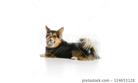 Tricolor corgi standing upright on hind legs with tongue out reaching up against white background. 124653128