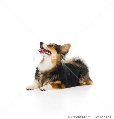 Tricolor corgi laying on front legs looking up with tongue out against white studio background. Tricolor corgi laying on front legs looking up with tongue out against white studio background. 124653131