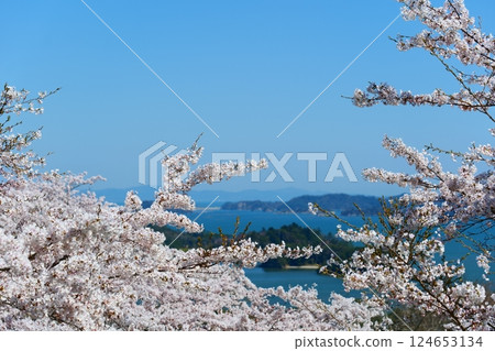 從西行毛都向松公園眺望松島,櫻花盛開。日本宮城縣松島。四月中旬。 從西行毛都向松公園眺望松島,櫻花盛開。日本宮城縣松島。四月中旬。 124653134