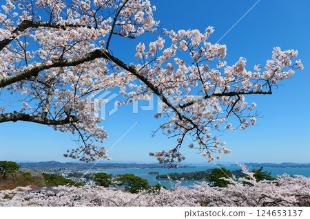 從西行毛都向松公園眺望松島，櫻花盛開。日本宮城縣松島。四月中旬。 124653137