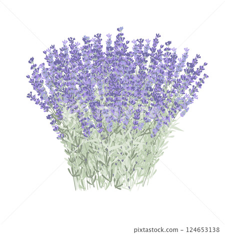 Armful of lavender flowers. Big bunch of fresh lavandula. Vector isolated illustration 124653138