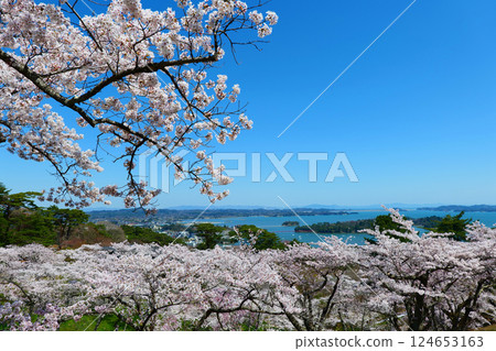 從西行毛都向松公園眺望松島,櫻花盛開。日本宮城縣松島。四月中旬。 從西行毛都向松公園眺望松島,櫻花盛開。日本宮城縣松島。四月中旬。 124653163