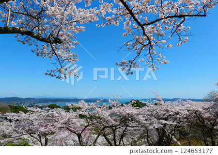 從西行毛都向松公園眺望松島，櫻花盛開。日本宮城縣松島。四月中旬。 124653177