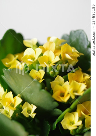 Kalanchoe close-up Kalanchoe close-up 124653189