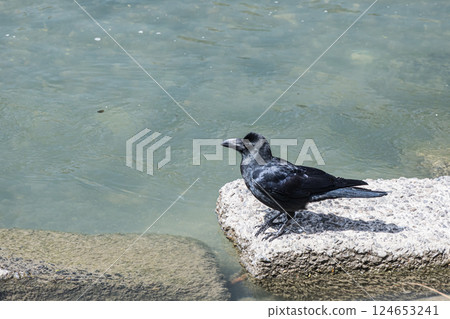 Crow (jungle crow) 124653241