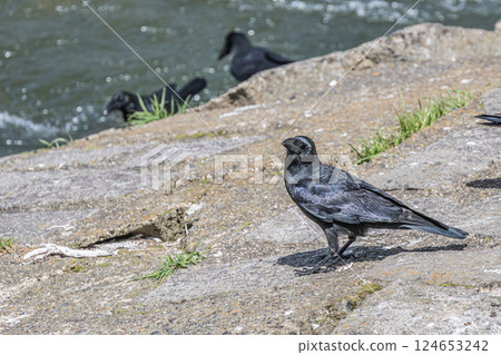 烏鴉（叢林烏鴉） 124653242